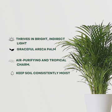 Areca Palm plant for indoors